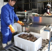 扇貝清洗后進(jìn)行蒸煮