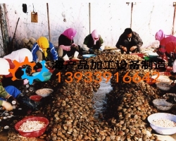 給加工好的扇貝人工去殼