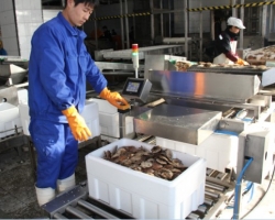 扇貝清洗后進(jìn)行蒸煮